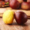 high quality hebei kuancheng chestnut